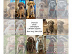 Labrador Retriever PUPPY FOR SALE ADN-839283 - Lab puppies