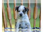American Pit Bull Terrier-Australian Shepherd Mix PUPPY FOR SALE ADN-839437 -