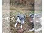 Italian Greyhound PUPPY FOR SALE ADN-839401 - Beautiful Italian Greyhound
