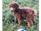 Goldendoodle PUPPY FOR SALE ADN-839393 - F3 Standard Goldendoodle Puppies