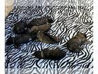 German Shepherd Dog PUPPY FOR SALE ADN-839382 - Rogue and Riddick Litter