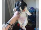 Jack Russell Terrier PUPPY FOR SALE ADN-839315 - Boy 11 weeks