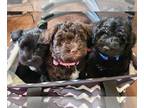 Schnauzer (Miniature) PUPPY FOR SALE ADN-839305 - Miniature Schnauzer Puppies