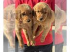 Golden Retriever PUPPY FOR SALE ADN-839282 - AKC Golden Retrievers