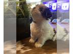 Shih Tzu PUPPY FOR SALE ADN-839477 - male shih tzu