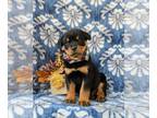 Rottweiler PUPPY FOR SALE ADN-839474 - AKC Rottweiler Puppy