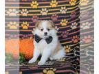 Pomeranian PUPPY FOR SALE ADN-839466 - Adorable Pomeranian Puppy