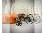 Poodle (Miniature) PUPPY FOR SALE ADN-839464 - Red mini poodles