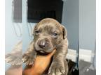 Cane Corso PUPPY FOR SALE ADN-839446 - Cane corso pit
