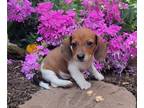 Dachshund PUPPY FOR SALE ADN-839440 - Mini dachshund male