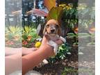 Dachshund PUPPY FOR SALE ADN-839439 - Mini dachshund male