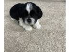 ShihPoo PUPPY FOR SALE ADN-839427 - Siblings