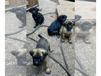 American Pit Bull Terrier-Cane Corso Mix PUPPY FOR SALE ADN-839405 - American