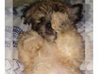 Shorkie Tzu PUPPY FOR SALE ADN-839403 - Shorkie Puppy 12 weeks old