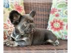 French Bulldog PUPPY FOR SALE ADN-839399 - Sparkle