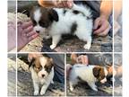 Papillon PUPPY FOR SALE ADN-839391 - Male IB4 Multi Champion pedigree