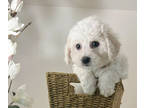 Bichon Frise PUPPY FOR SALE ADN-839388 - Awesome puppies for sale