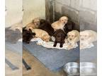 Labrador Retriever PUPPY FOR SALE ADN-839380 - Young Labrador Retrievers