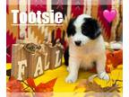 Australian Shepherd PUPPY FOR SALE ADN-839375 - Aussie puppy for sale