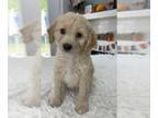 Aussiedoodle Miniature PUPPY FOR SALE ADN-839370 - Beautiful greenish eyes