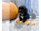 Mal-Shi PUPPY FOR SALE ADN-839367 - Mal Shi Male Puppy