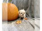Mal-Shi PUPPY FOR SALE ADN-839365 - Mal Shi Male Puppy