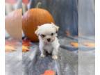 Mal-Shi PUPPY FOR SALE ADN-839362 - Mal Shi Female Puppy