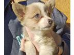 Pembroke Welsh Corgi PUPPY FOR SALE ADN-839360 - Bluie Bluie sable Pems