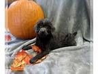 Poodle (Miniature) PUPPY FOR SALE ADN-839343 - Male Minature Poodle