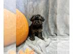YorkiePoo PUPPY FOR SALE ADN-839342 - Male Yorkiepoo