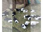Border Collie PUPPY FOR SALE ADN-839330 - Border Collie