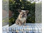 French Bulldog PUPPY FOR SALE ADN-839319 - Female Frenchie Fluffy DNA Ventura