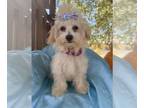 Maltipoo PUPPY FOR SALE ADN-839318 - SNEAKERS IS A MALTIPO BOY