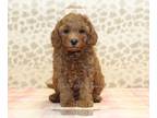 Cavapoo PUPPY FOR SALE ADN-839293 - Nellie