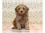 Cavapoo PUPPY FOR SALE ADN-839292 - Norman