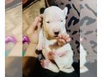 Dogo Argentino PUPPY FOR SALE ADN-839288 - Dogo argentino puppy for sale