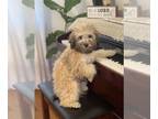 Maltipoo PUPPY FOR SALE ADN-839286 - Snickers
