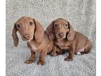 Dachshund PUPPY FOR SALE ADN-839281 - Dachshund puppies
