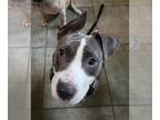 American Staffordshire Terrier Mix DOG FOR ADOPTION RGADN-1179698 - Patience