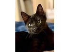 Kitten Tony, Domestic Shorthair For Adoption In Franklin, Tennessee