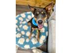 Daisy Hand Holding Toy Lover, Miniature Pinscher For Adoption In Friendswood