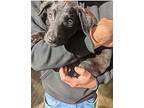 Maisie, Doberman Pinscher For Adoption In Bothell, Washington