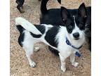 Tux, Jack Russell Terrier For Adoption In Spring Lake, North Carolina