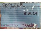 Popleer, Guinea Pig For Adoption In Salisbury, Massachusetts