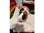Rube, Guinea Pig For Adoption In Salisbury, Massachusetts