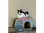 Iris, Domestic Shorthair For Adoption In Columbus, Ohio
