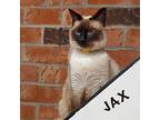 Jax (and Opie), Snowshoe For Adoption In Davis, California