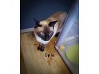 Opie (and Jax), Siamese For Adoption In Davis, California