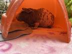 Minnie, Guinea Pig For Adoption In Victoria, British Columbia