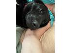 Archie, Labrador Retriever For Adoption In Brattleboro, Vermont